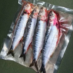 Frozen Sardine