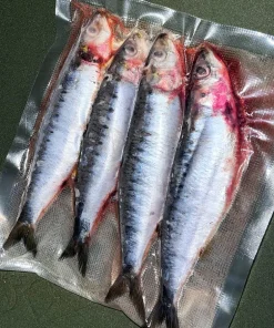 Frozen Sardine