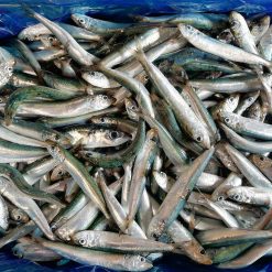 Frozen Small Sardine