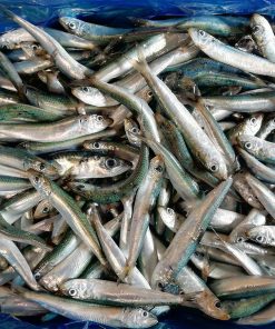 Frozen Small Sardine