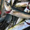 Big Horse Mackerel
