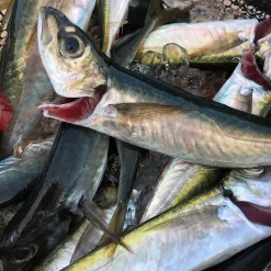 Big Horse Mackerel
