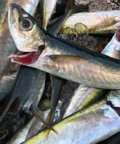 Big Horse Mackerel