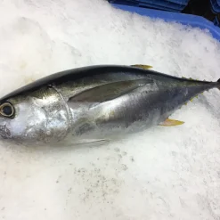Whole Frozen Tuna