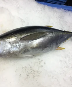 Whole Frozen Tuna