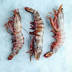 Whole Prawns