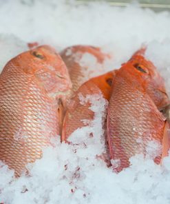 Whole Frozen Red Snapper