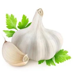 Garlic