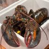 Whole Lobster