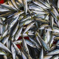 Small Horse Mackerel