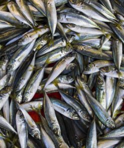 Small Horse Mackerel